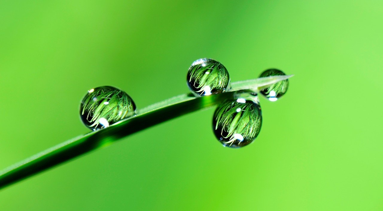 leaf with water droplets - green chemistry concept