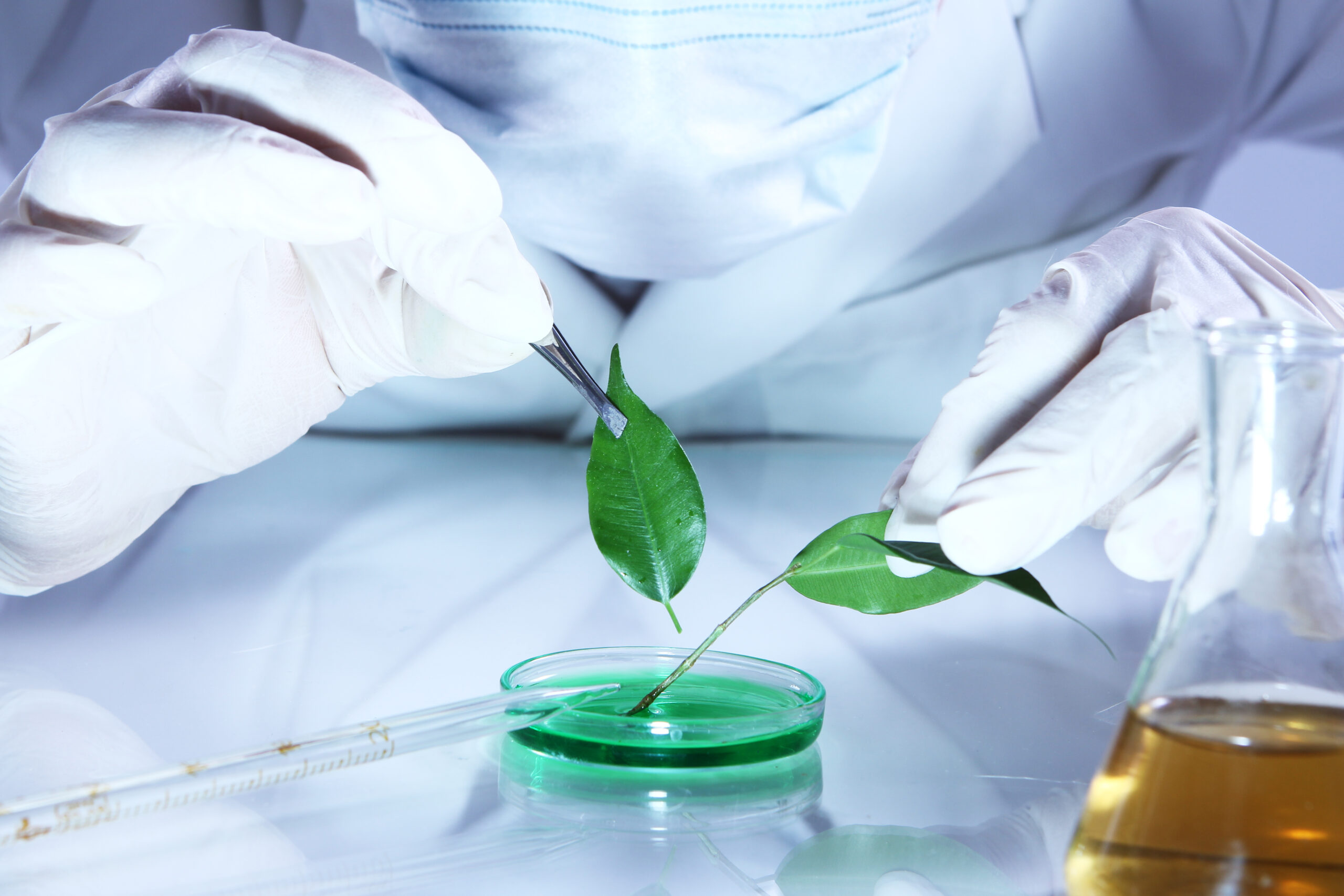scientist examining leaf in Petri dish - benefits of green beauty products concept